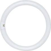 Satco S6500 Cool White 8-inch Circline Fluorescent Light Bulb